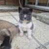 Beautiful Stunning Akita puppies for sale