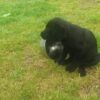 Kc working labrador Retriever puppys for sale