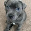 Adorable Blue staffy puppies for sale
