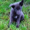Rare Blue and Isabella German Shepherd Puppies